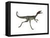 Compsognathus Dinosaur Running-Stocktrek Images-Framed Stretched Canvas