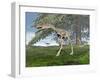 Compsognathus Dinosaur under Fir Tree-null-Framed Art Print