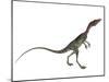 Compsognathus Dinosaur-Stocktrek Images-Mounted Art Print
