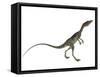 Compsognathus Dinosaur-Stocktrek Images-Framed Stretched Canvas