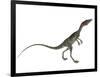 Compsognathus Dinosaur-Stocktrek Images-Framed Art Print