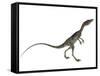 Compsognathus Dinosaur-Stocktrek Images-Framed Stretched Canvas