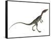 Compsognathus Dinosaur-Stocktrek Images-Framed Stretched Canvas