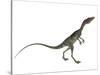 Compsognathus Dinosaur-Stocktrek Images-Stretched Canvas