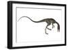 Compsognathus Dinosaur-Stocktrek Images-Framed Art Print