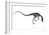 Compsognathus Dinosaur-Stocktrek Images-Framed Art Print