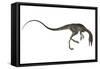 Compsognathus Dinosaur-Stocktrek Images-Framed Stretched Canvas