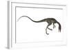 Compsognathus Dinosaur-Stocktrek Images-Framed Art Print