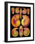 Computer Artwork of Ammonites (from Ernst Haeckel)-Mehau Kulyk-Framed Photographic Print