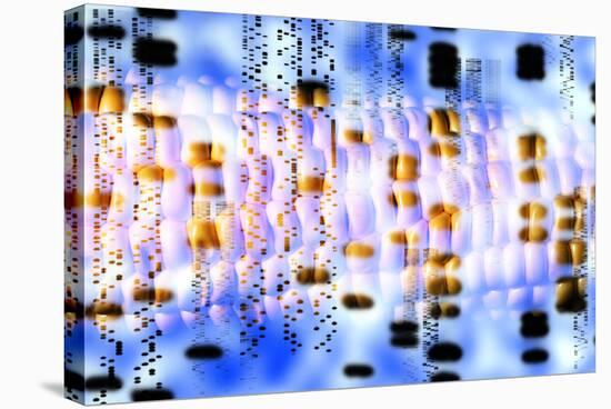 Computer Artwork of GM Maize And DNA Autoradiogram-PASIEKA-Stretched Canvas