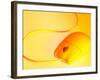Computer Mouse in Yellow Light-null-Framed Photographic Print