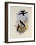 Comte De Paris, Helianthea Luteti?-John Gould-Framed Giclee Print