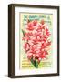 Conard & Jones 1898 Pink Canna-null-Framed Art Print