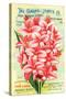 Conard & Jones 1898 Pink Canna-null-Stretched Canvas