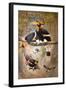 Concave Casque Hornbill, 1861-Joseph Wolf-Framed Giclee Print