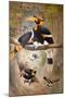 Concave Casque Hornbill, 1861-Joseph Wolf-Mounted Giclee Print
