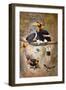 Concave Casque Hornbill, 1861-Joseph Wolf-Framed Giclee Print