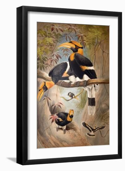 Concave Casque Hornbill, 1861-Joseph Wolf-Framed Giclee Print