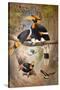 Concave Casque Hornbill, 1861-Joseph Wolf-Stretched Canvas
