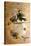 Concave-Casqued Hornbill (Dichoceros Bicornis), 1856-67-Joseph Wolf-Stretched Canvas