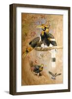 Concave-Casqued Hornbill (Dichoceros Bicornis), 1856-67-Joseph Wolf-Framed Giclee Print