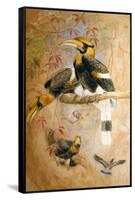 Concave-Casqued Hornbill (Dichoceros Bicornis), 1856-67-Joseph Wolf-Framed Stretched Canvas