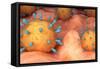 Conceptual biomedical illustration of rubeola measles virus on surface.-Stocktrek Images-Framed Stretched Canvas