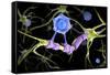 Conceptual image of a multiple sclerosis neuron healed by a T-cell.-Stocktrek Images-Framed Stretched Canvas