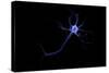 Conceptual Image of a Neuron-null-Stretched Canvas