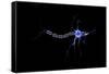 Conceptual Image of a Neuron-null-Framed Stretched Canvas