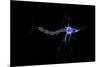 Conceptual Image of a Neuron-null-Mounted Art Print