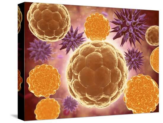 Stretched Canvas Print, , large