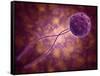 Conceptual Image of a Viral Spore-null-Framed Stretched Canvas