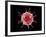 Conceptual image of a virus.-Stocktrek Images-Framed Art Print