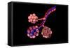 Conceptual Image of Alveoli-null-Framed Stretched Canvas