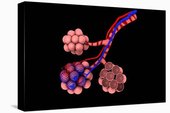 Conceptual Image of Alveoli-null-Stretched Canvas