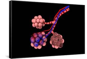 Conceptual Image of Alveoli-null-Framed Stretched Canvas