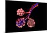 Conceptual Image of Alveoli-null-Mounted Premium Giclee Print