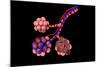 Conceptual Image of Alveoli-null-Mounted Art Print