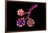 Conceptual Image of Alveoli-null-Framed Art Print