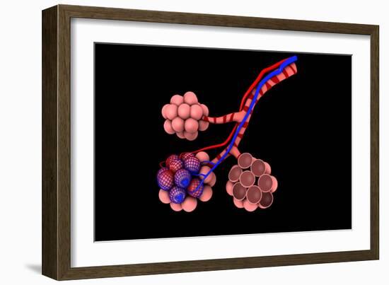 Conceptual Image of Alveoli-null-Framed Art Print