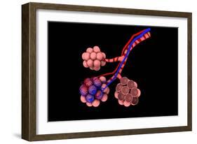 Conceptual Image of Alveoli-null-Framed Art Print