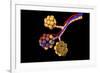 Conceptual Image of Alveoli-null-Framed Art Print