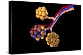 Conceptual Image of Alveoli-null-Stretched Canvas