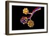 Conceptual Image of Alveoli-null-Framed Art Print