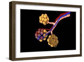 Conceptual Image of Alveoli-null-Framed Art Print