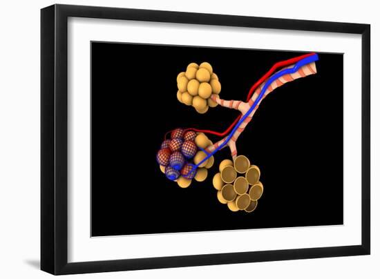 Conceptual Image of Alveoli-null-Framed Art Print