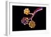 Conceptual Image of Alveoli-null-Framed Art Print