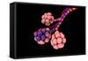 Conceptual Image of Alveoli-null-Framed Stretched Canvas