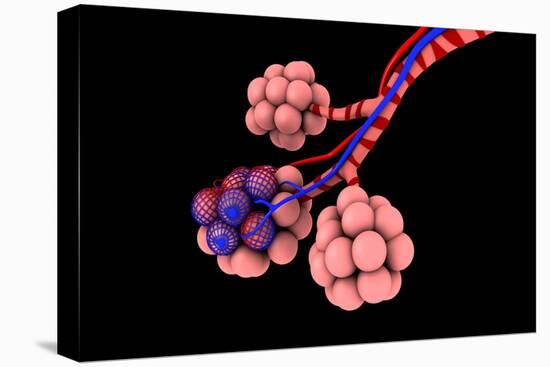 Conceptual Image of Alveoli-null-Stretched Canvas